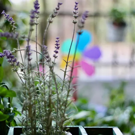 Apartamento Popis Maison *