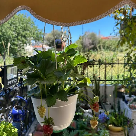 Popis Maison * Rhodes City