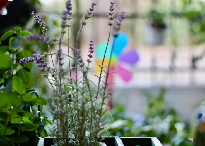 Apartament Popis Maison *